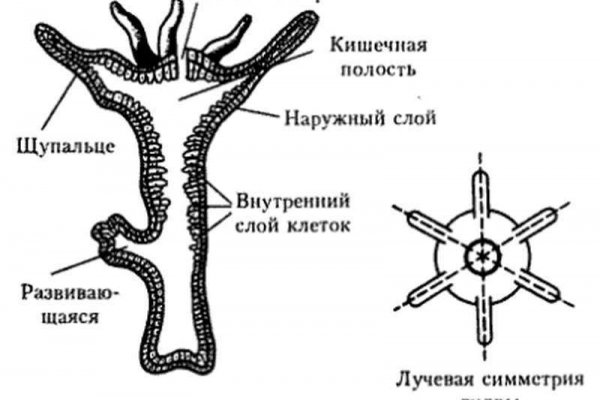 Мега или кракен