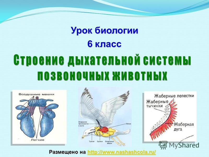 Кракен онион ссылка на тор